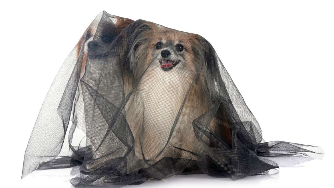 Heartworm: One Bite, One  Infection, That’s Enough