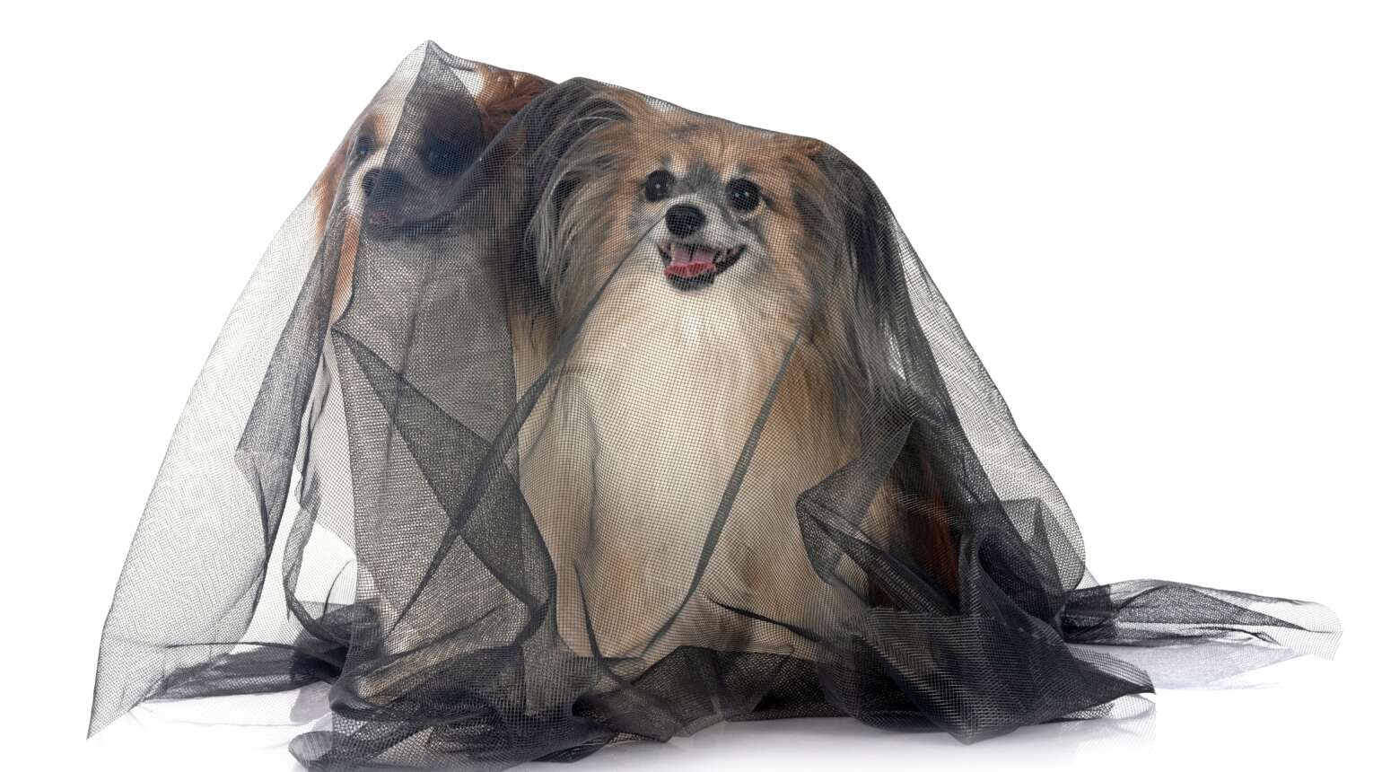 Heartworm: One Bite, One  Infection, That’s Enough