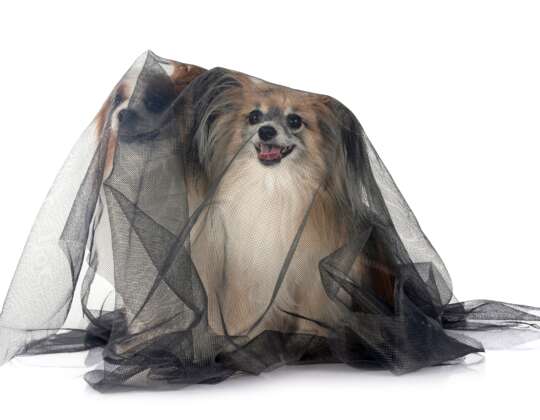 Heartworm: One Bite, One  Infection, That’s Enough
