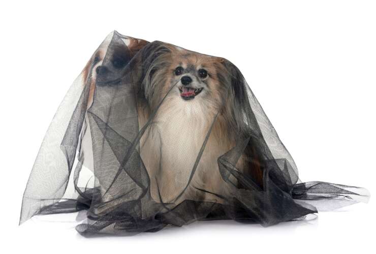 Heartworm: One Bite, One  Infection, That’s Enough