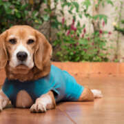 Care of Surgical Sites in Dogs
