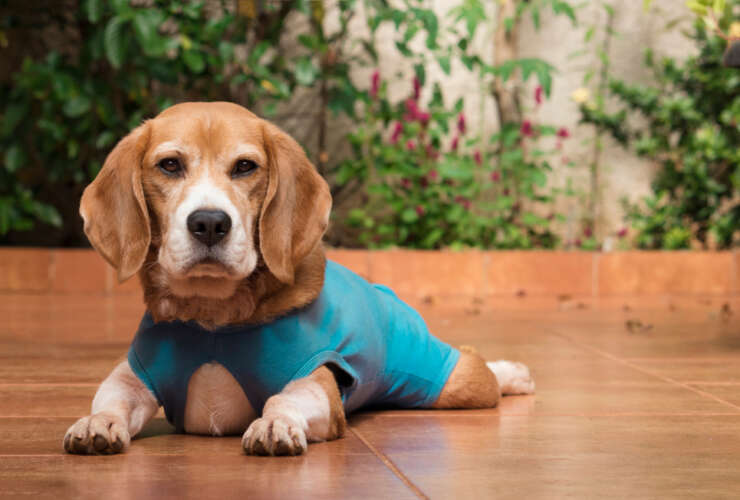 Care of Surgical Sites in Dogs