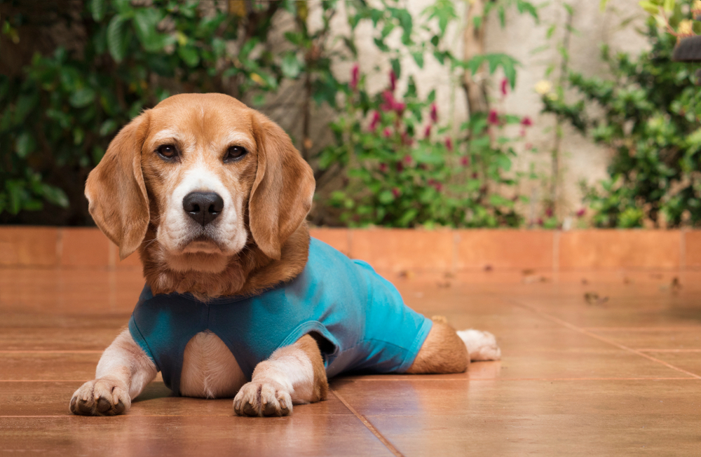 Care of Surgical Sites in Dogs