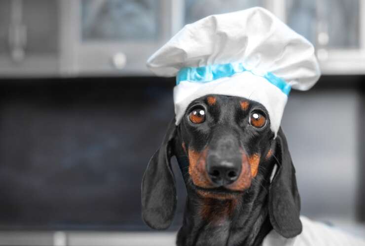 I’m thinking about trying a homemade diet for my dog…