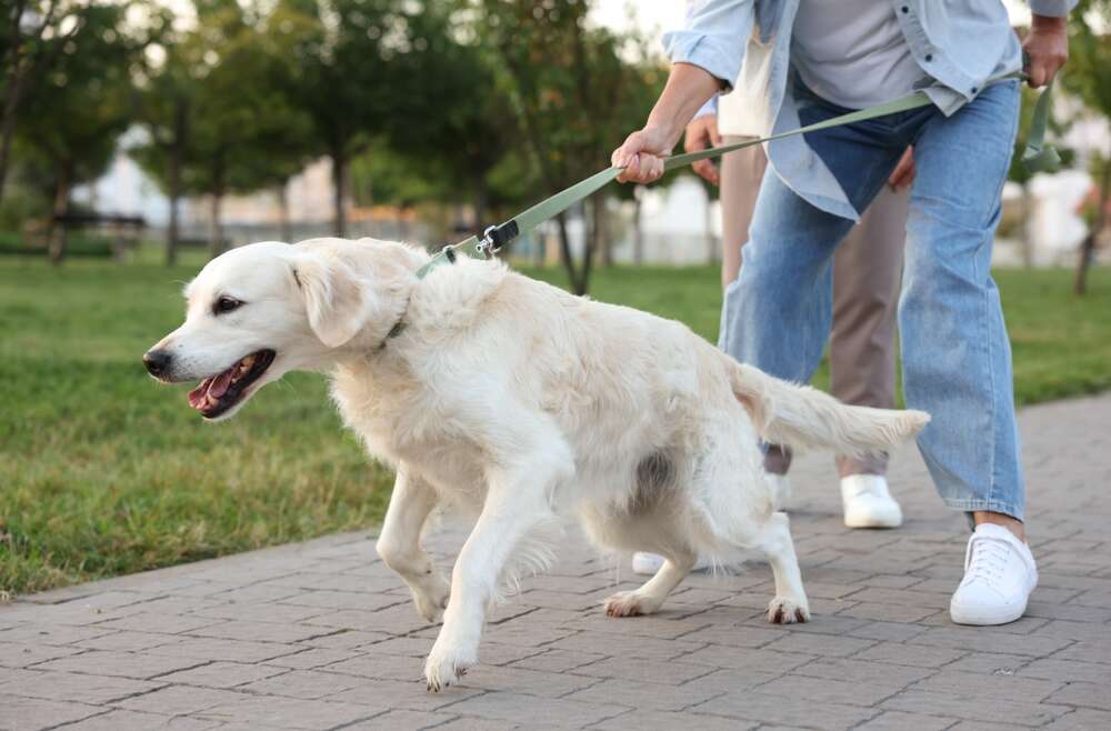 Leashed Up:  A Friendly Guide to Dog Leashes