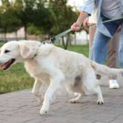 Leashed Up:  A Friendly Guide to Dog Leashes