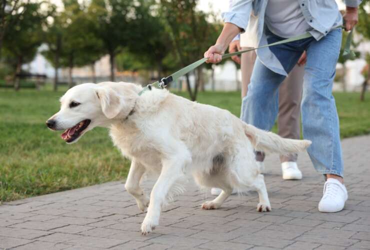 Leashed Up:  A Friendly Guide to Dog Leashes