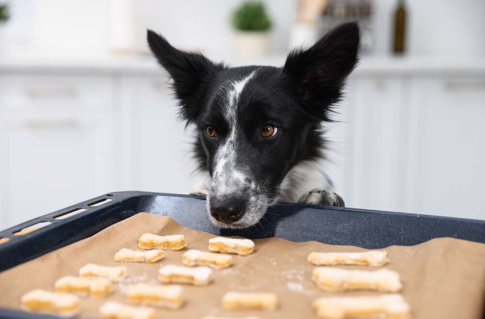 Dogs with Food Intolerance