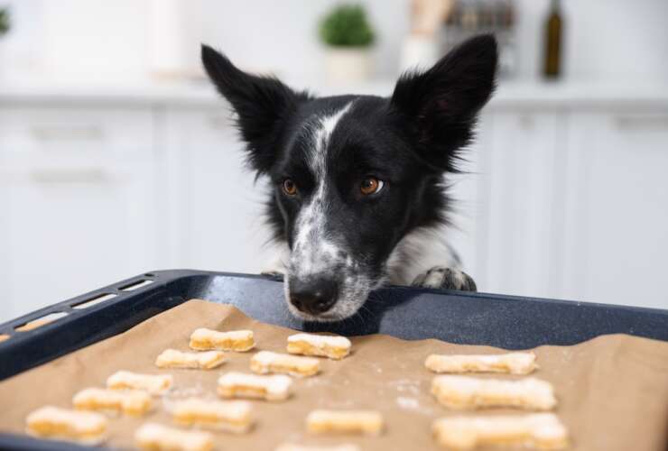Dogs with Food Intolerance