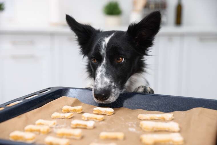 Dogs with Food Intolerance