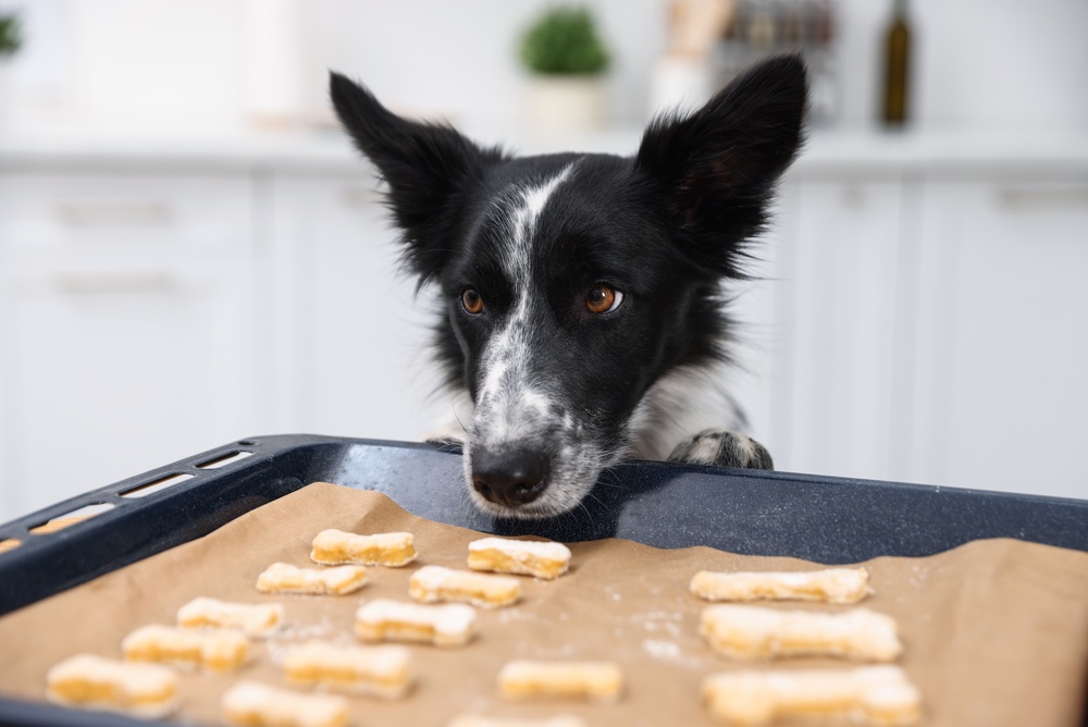 Dogs with Food Intolerance