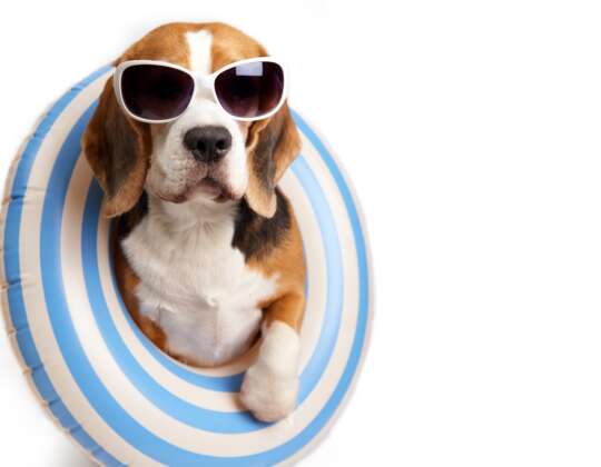 Summertime Fun and Follies