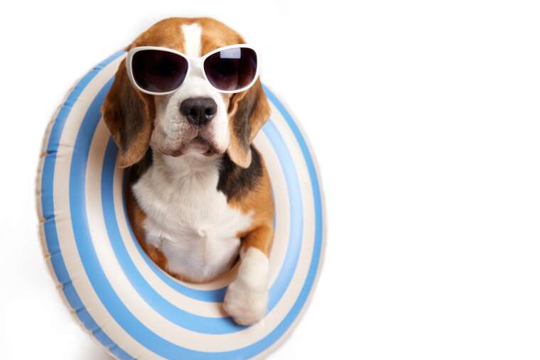 Summertime Fun and Follies