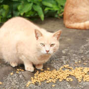 I need help with a group of feral cats!