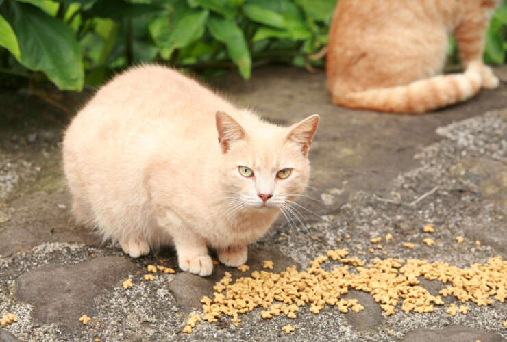 I need help with a group of feral cats!