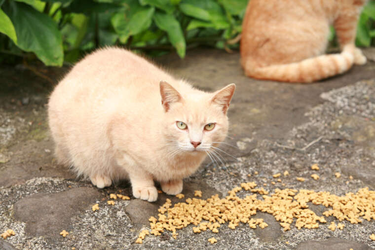 I need help with a group of feral cats!
