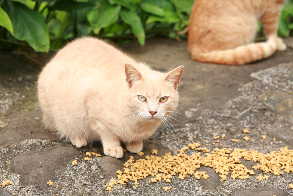 I need help with a group of feral cats!