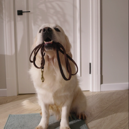 img_dog_with_leash img_dog_with_leash